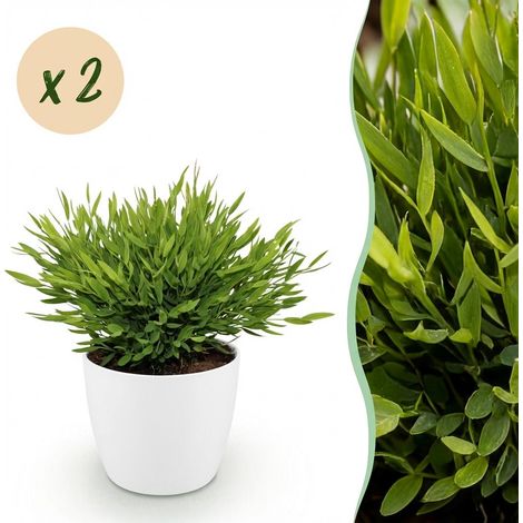 Lot de 2 Plantes d'intérieur Bamusa Pogonatherum Monica Herbe de Bambou Vertes avec Pots Blancs 20cm - PANGIVO (1/5)