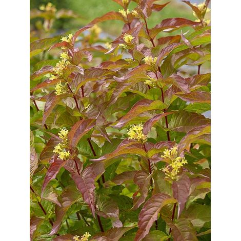 Diervilla 'Kodiak Orange' Pot de 2L/3L (1/3)