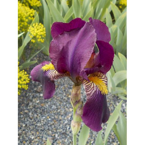 Iris des jardins 'Red Orchid' Pot de 1,5L/2L