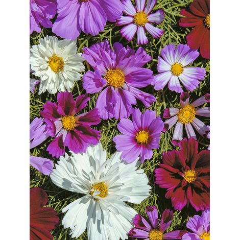 Cosmos 'Double All Sorts Mixed' le sachet de 100 graines (0,7g) (1/2)
