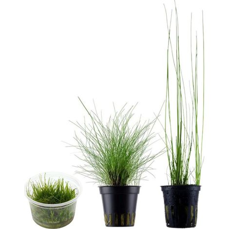 Gräser Set mit 3 Gras Pflanzen Aquariumpflanzen Set Nr.130