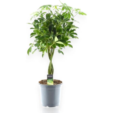 Gardenaria Schefflera arboricola 'Compacta' - Pianta da interno ornamentale - Altezza: 120 cm (vaso 27) (1/5)