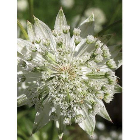 Grande Astrance 'White Giant' Godet de 8/9 cm (1/2)