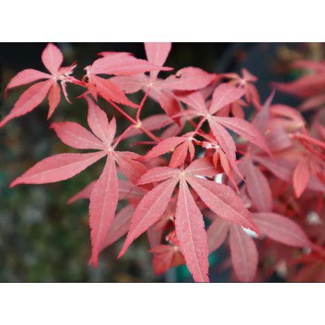 Acero rosso giapponese "Acer palmatum Hime Shojo" pianta in vaso ø18 cm (1/3)