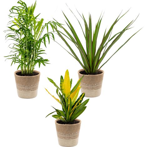 3x Mélange de plantes tropicales d’intérieur avec panier en jute – Dépolluantes – ⌀12 cm – 25-40 cm