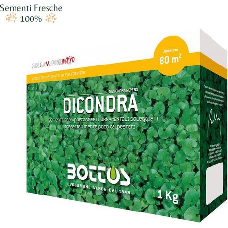 BOTTOS - DICONDRA / 1 Kg - Sementi per prato Macroterme