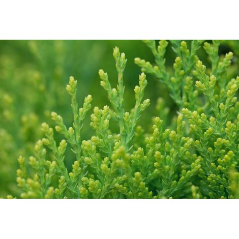Gelber Zwerg-Lebensbaum 'Aurea Nana' Thuja orientalis 'Aurea Nana' C 2 20- 30 (1/5)