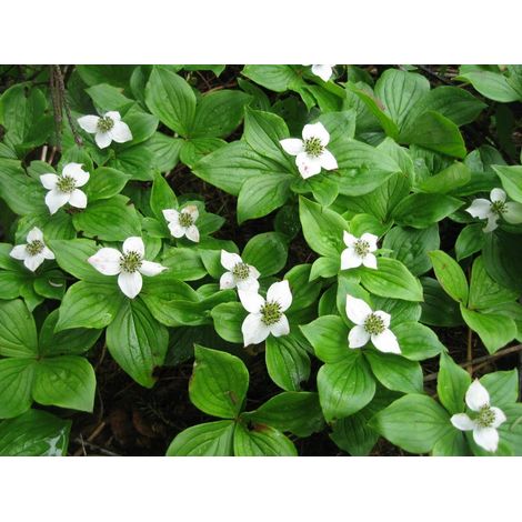 1 PIANTA DI CORNUS CANADENSIS VASO 17CM perenne