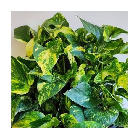 EPIPREMNUM AUREUM POTOS N JOY VASO 12CM Sfumato