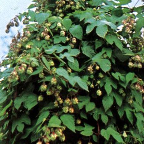 4 x Houblon commun - Humulus lupulus - godet 9x9 cm (1/5)