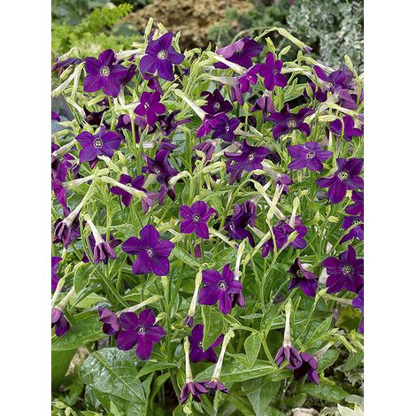 Tabac d'ornement 'Perfume Deep Purple' le sachet de 40 graines (1/2)