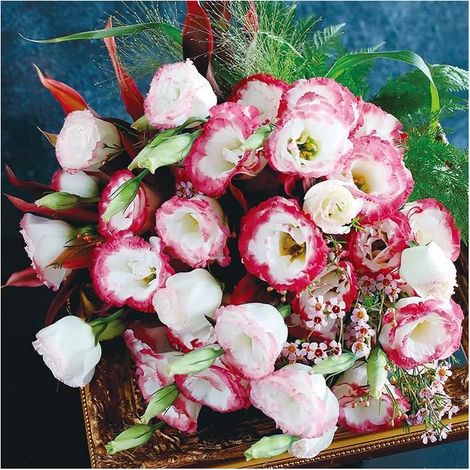 500 graines de lisianthus blanc bordé de rouge - Couleur originale, facile à cultiver, idéal pour jardin, balcon, pots et décorations florales (1/5)