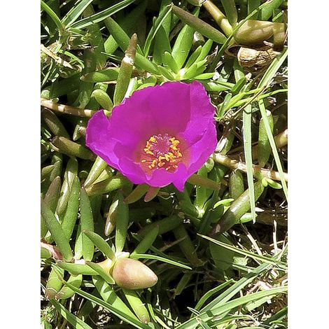 Pourprier à grandes fleurs 'Single Ruby' le sachet de 2800 graines (0,3g) (1/2)