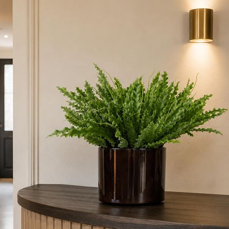 12 x 40cm Artificial Crocodile Fern Plant Premium (1/5)
