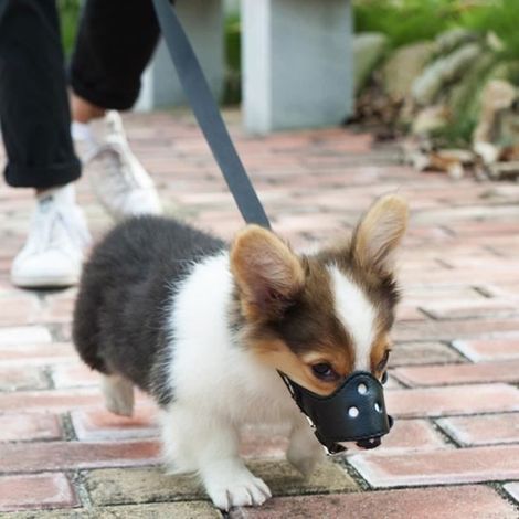 Taille S Anti-Aboiement Muselière Cuir Réglable pour Chiens écorce contrôle Muselière Anti Morsure pour Petits Chien (1/4)