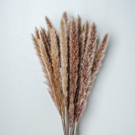 Lot de 30 - Herbe De La Pampa Sechees Decoration - Fleurs Séchées Naturelles 45 cm Marron - Fleur De Pampa Pour Deco Salon - Chambre, Interieur (1/5)