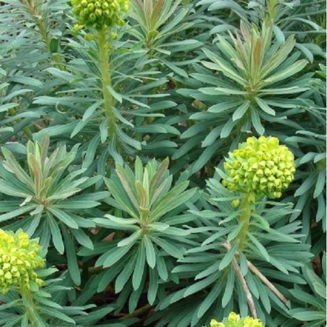 4 x Euphorbe des vallons 'Wulfenii' - godet 9x9 cm