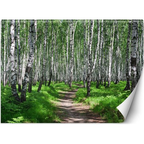 Papier peint forêt de bouleaux - 250 x 175 cm (1/4)