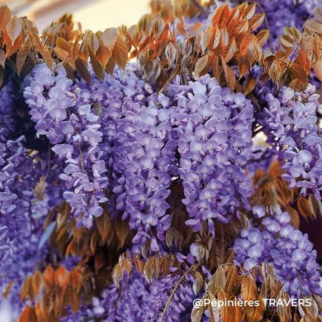 Pépinières Naudet – Glycine de Chine Blue Line 'Copper Leo' – Fleurs violettes parfumées – Rustique jusqu'à -15°C – Idéale pour habillage de mur