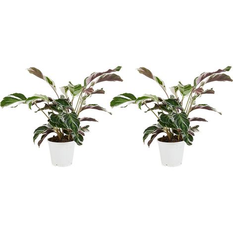 Bloomique - Lot de 2 - Calathea White Fusion - Plante d'intérieur - Facile d'entretien - Purifiante - Hauteur 40-50 cm - Pot de 14 cm