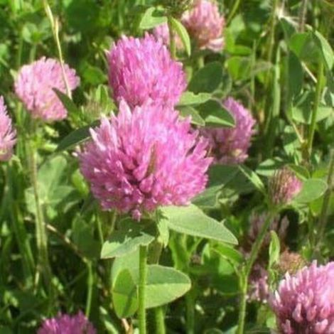 Trèfle Rouge 500g (15–20 m²) – Semences Enrobées Inoculées – Haute Germination – Sol, Azote, Culture et Jardin (1/5)