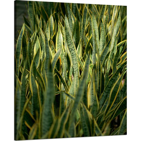 Leinwanddruck „Botanik Grünes Gras“ 80x100 cm