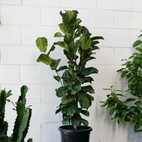 1 PIANTA DI FICUS LYRATA BAMBINO VASO 12CM appartamento purifica l'aria