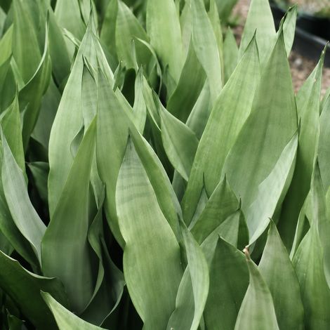Gardenaria Sansevieria trifasciata 'Moonshine' - Pianta da interno ornamentale - Altezza: 35 cm (vaso 12) (1/3)