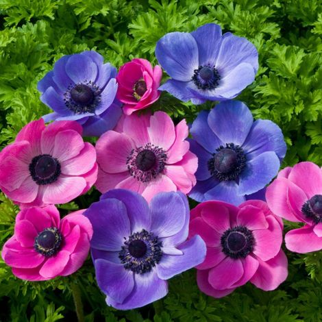 Anémone (Anemone Coronaria) - Mélange violet et rose - Abeilles-Papillons - Fleurs coupées - Bulbes d'été - Bulbes de printemps - Vivaces (1/2)