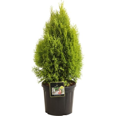 Thuya occidental Golden Smaragd - Thuja occidentalis Golden Smaragd (Janed Gold) 40/50cm Pot 8L (1/2)