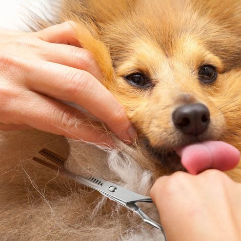 Kit de 6 ciseaux professionnels pour toilettage canin, lisseur et ciseaux à effiler avec peigne et chiffon nettoyant (1/5)