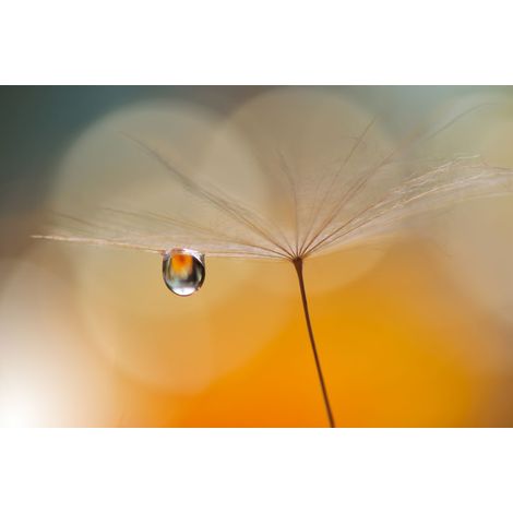 papier peint panoramique morning drop orange chaude - Sanders & Sanders (1/3)