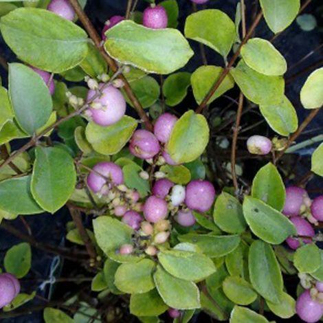 Symphorine 'Mother Of Pearl' - 50-60 cm pot (1/4)