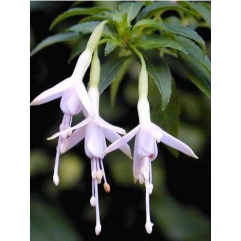 Fuchsia de Magellan 'Alba' Godet de 8/9 cm (1/2)