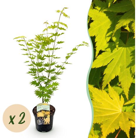 Érable du Japon Acer palmatum Jordan - Lot de 2 Plantes - Jaune - Pot Ø 19 cm - Hauteur 70 cm - PANGIVO (1/5)