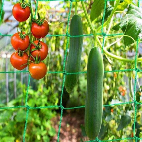 Filet De Protection Jardin - 2x3 M - Résistant Oiseaux Et Chats - Pour Légumes Et Plantes Grimpantes - 1 Pièce (1/5)