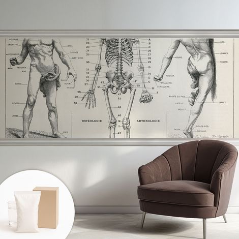 Papier peint avec colle pour décoration moderne de salon chambre à coucher cuisine et bureau Facile Anatomie classique 250x104 cm (1/5)