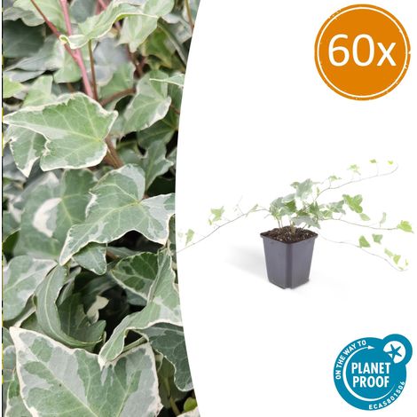 Lot de 60 Lierres Hedera helix Glacier - Plante Couvre-sol et Haie - Vert et Argenté - 10-25cm Ø9cm - PANGIVO (1/5)