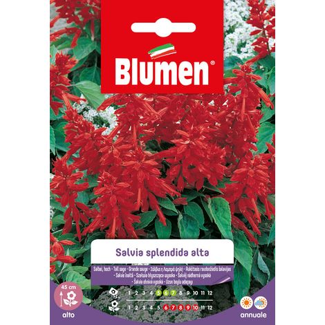 SEMI DI SALVIA SPLENDIDA ALTA