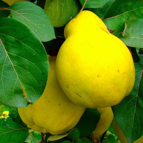 Cognassier 'Portugal' (Cydonia oblonga 'Portugal')