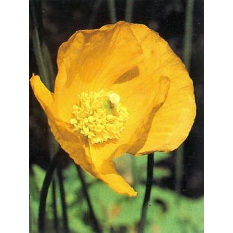 Pavot jaune Godet de 8/9 cm (1/4)