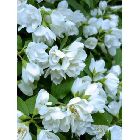 Seringat 'Manteau d'Hermine' Pot de 3L/4L (1/3)