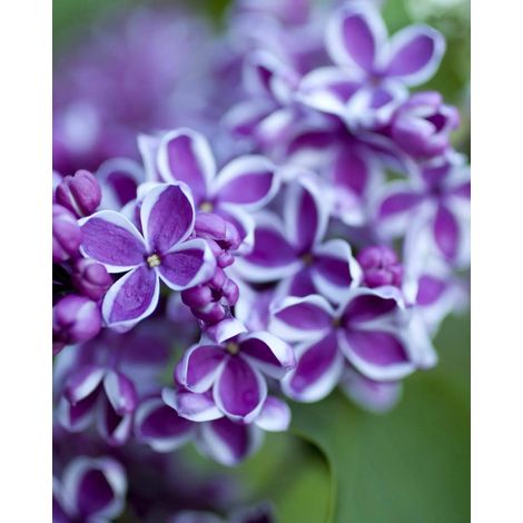 Gardenaria Lillà - Syringa vulgaris 'Sensation' - Arbusto ornamentale da giardino - Altezza: 50/70 cm (vaso19)