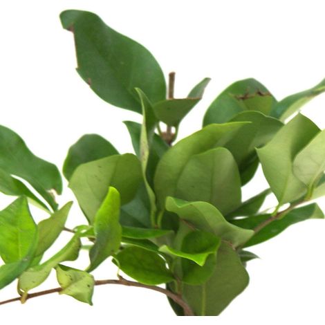 Troène du Texas, Ligustrum/Pot de 7,5L - 60/80 cm (1/3)