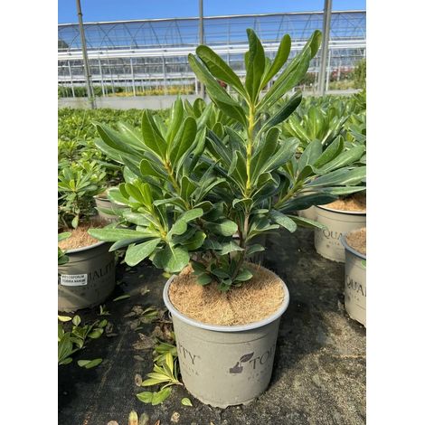 Gardenaria Pittosporo - Pittosporum tobira - Arbusto ornamentale da giardino - Altezza: 35/45 cm (vaso 18) (1/5)