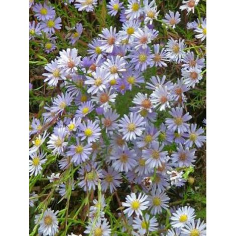 Aster ericoides 'Blue Star' Godet de 8/9 cm (1/2)