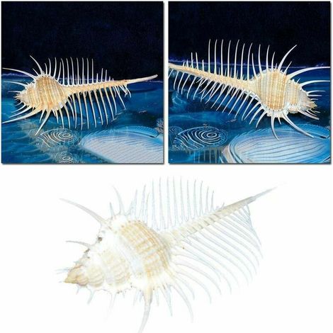 1 PC 13-15 cm Murex Pecten Vénus Peigne Naturel Océan Indien Grands Coquillages Plage Décor Artisanat BRICOLAGE Artisanat Ornement Artisanat Sous-Marin Aquarium Paysage Décorations pour La Maison Cise (1/5)