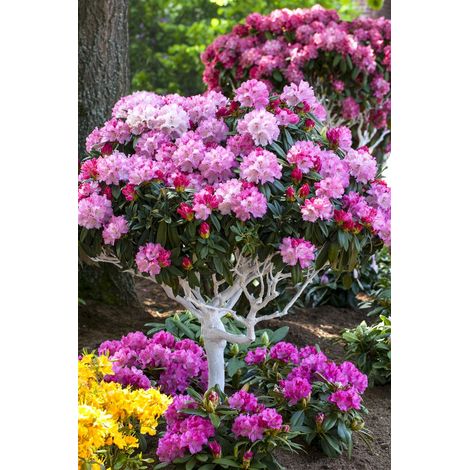 Yaku-Rhododendron 'Arabella' Rhododendron yak.'Arabella' C 5 30- 40