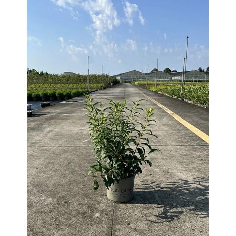 Gardenaria Forsizia - Forsythia intermedia 'Mikador' - Arbusto ornamentale da giardino - Altezza: 40/60 cm (vaso19) (1/5)