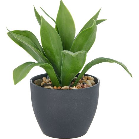 GASPER Sansevieria Moonshine - Bogenhanf im Kunststofftopf mit Kies 20 cm, grün, 11 x 9 cm (1/2)